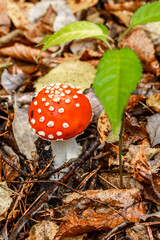 Red fly agaric against the background of the forest. Toxic and hallucinogen mushroom Fly Agaric in grass on autumn forest background.Amanita muscaria. Inspirational natural fall landscape