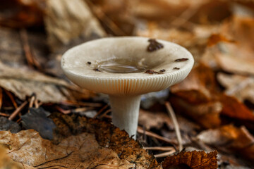  russula mushrooms- edible mushroom. Fungus in the natural environment.Natural mushroom growing in a forest.