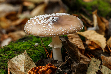 The Death angel an deadly poisonous Mushroom, Scientific name:Amanita pantherina.The mushroom grows Carpathian Mountains in the forest.