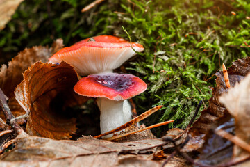 two russula mushrooms with a red cap grow in the forest.Natural mushroom growing in a forest.
