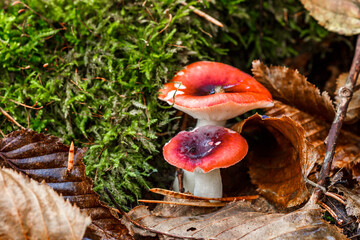 two russula mushrooms with a red cap grow in the forest.Natural mushroom growing in a forest.