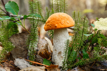 Cute penny bun mushroom grows in the grass. The beautiful little brown cap of the flu is the center of attention.. The mushroom grows in the Ukrainian Carpathians in the forest.