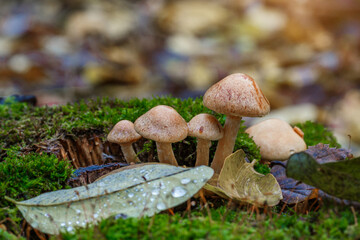 Mushrooms grow in the forest.Group fungus in autumn forest with leaves.Autumn time in the forest.