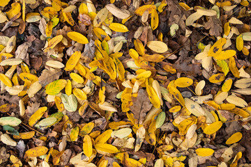 Autumn background