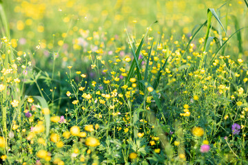 field of yellow flowers