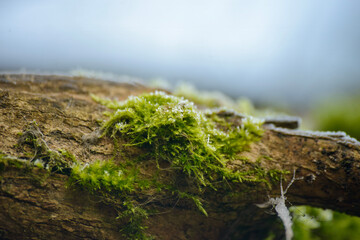 moss with frost on log