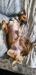 Relaxed Dog Lounging on Bed