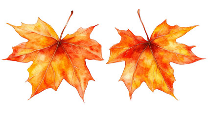 Fototapeta premium Vibrant orange maple leaves, a stunning display of autumn colors in nature's golden hour