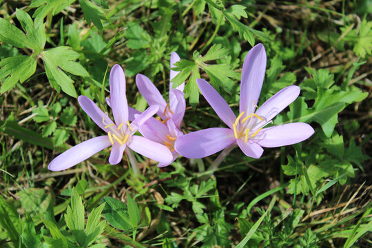 Colchicum Alpinum fiore Colchico Alpino o falso Zafferano