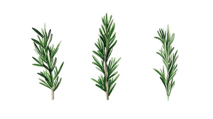 Fresh rosemary stem png, isolated culinary herb for aromatic designs and healthy recipes