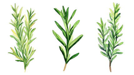 Obraz premium Aromatic rosemary trio, exploring textures and colors in culinary herbs. discover the rich tapestry of varieties.