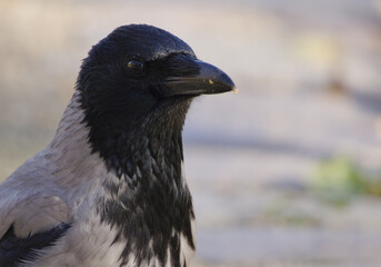 Portrait of a crow