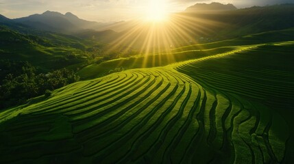 Stunning sunrise over lush green rice terraces in a mountainous landscape.