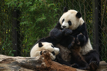Fototapeta premium A giant panda playing with friend after the raining day