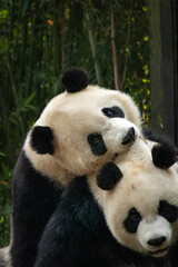 A giant panda playing with friend after the raining day