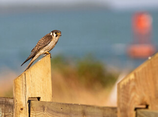 Bird on Fence