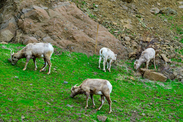 Fototapeta premium Bighorn Sheep (Ovis canadensis) eat green grass on mountain slopes, Montana