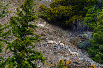 Bighorn Sheep (Ovis canadensis)  eat green grass on mountain slopes, Montana