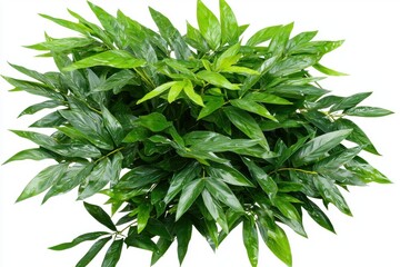 Fototapeta premium Stylized 3D Bamboo Shoot Illustration