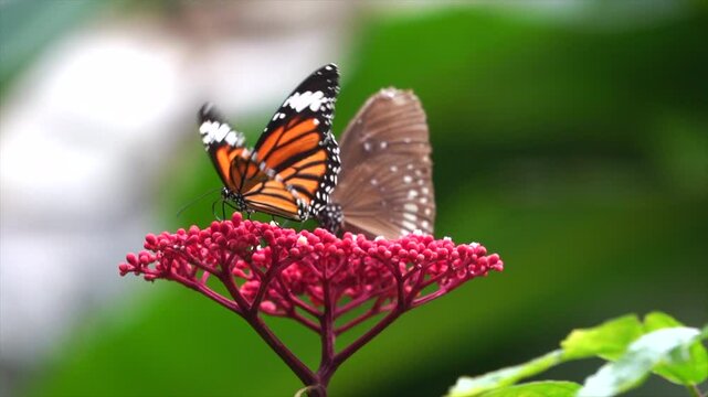 A butterfly is drinking nectar from a flower.