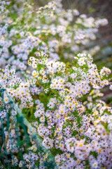 A lush patch of wildflowers with small white and pink daisy-like blooms, scattered among green foliage. 