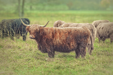 Beautiful highland cow on the meadow with other cows