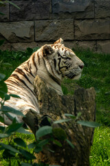 Naklejka premium A majestic white tiger prowls gracefully through its habitat, its striking white coat adorned with bold black stripes. The piercing blue eyes of this rare and powerful predator capture the essence of