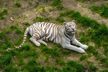 Obraz premium A majestic white tiger prowls gracefully through its habitat, its striking white coat adorned with bold black stripes. The piercing blue eyes of this rare and powerful predator capture the essence of