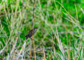 Redwing - Medium shot of red blackbird sitting on grass blades, USA