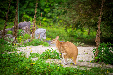 Wild kangaroo in natural Australian landscape hopping gracefully