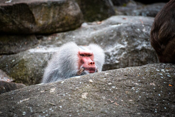 Baboon in zoo enclosure displaying social behavior and curiosity