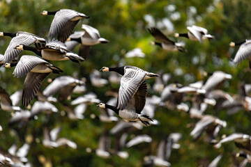 Odlot dzikich gęsi © Arkadiusz