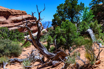 Dry tree against the background of an Eroded landscape, Arches National Park, Moab, Utah