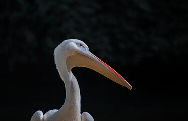 Pelican in zoo enclosure with large beak and serene pond setting