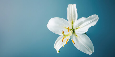 A closeup of a white lily in full bloom, showcasing its delicate petals and natural beauty against a studio background