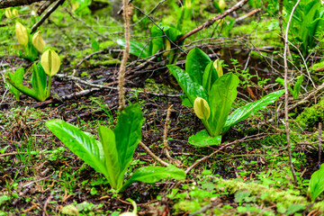 Western Skunk Cabbage - Lysichiton americanus - in a red alder grove, Olympic National Park,...