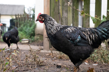 Chickens on a rural farm. Agriculture. Poultry breeding. Breeding chickens.