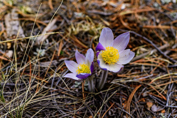 Flowering Crocuses in the spring on a snow-covered mountain, Pikes Peak Mountain, Colorado