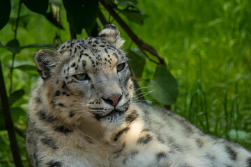 Close up of snow leopard with baby resting on a rock