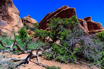 Dry tree against the background of an Eroded landscape, Arches National Park