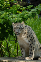 Close up of snow leopard with baby resting on a rock