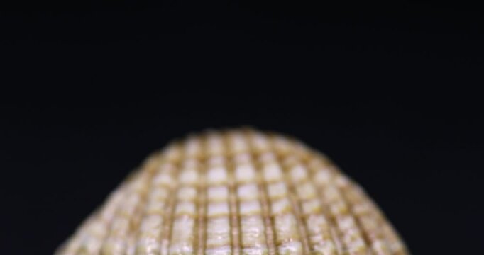 Seashell isolated on black background