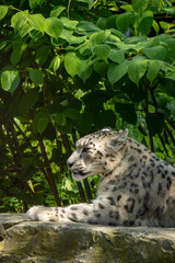 Obraz premium Close up of snow leopard with baby resting on a rock