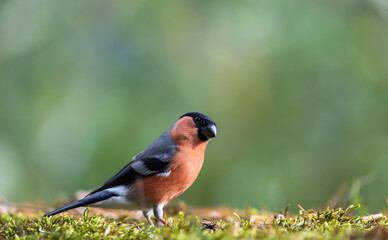Orange bird Bullfinches (Pyrrhula) , resting on mossy ground in autumn