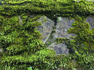 Stone Wall With Moss Background Texture