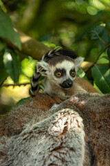 close up on the head of a lemur