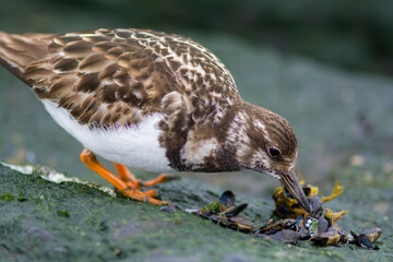Ruddy Turnstone