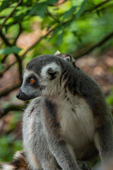 close up on the head of a lemur