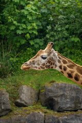 Close-up on the head of a giraffe. African giraffe