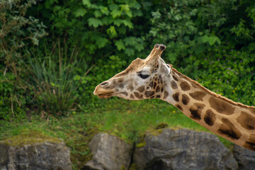 Close-up on the head of a giraffe. African giraffe